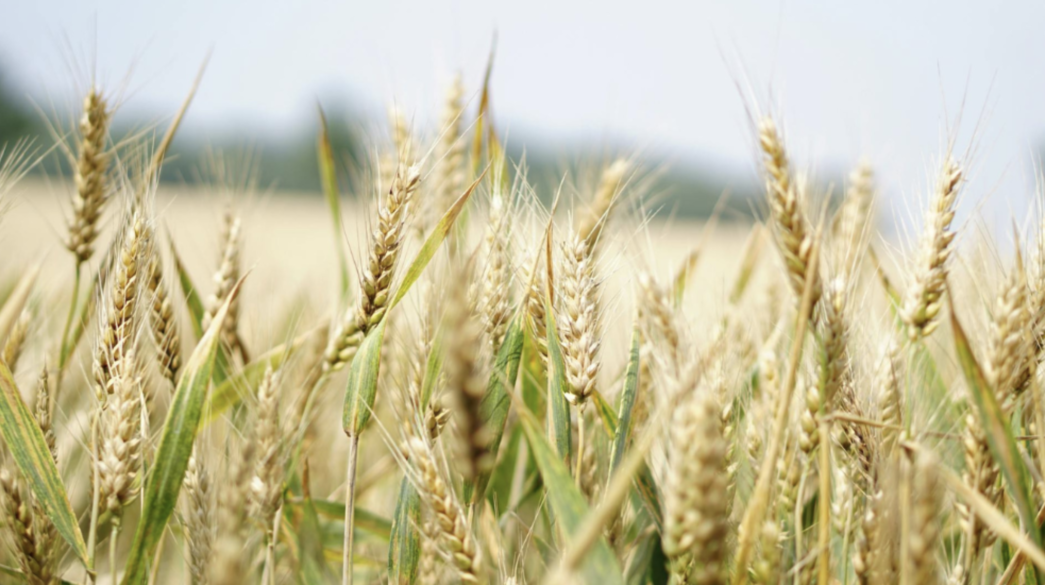 Climate resilient wheat play a crucial role in food and nutritional security of the world. Copyright: Pixabay(CC BY-NC-ND 2.0)